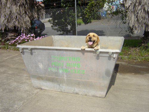 skip bins auckland